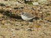 Kentish Plover at Canvey Point (Pete Livermore) (139770 bytes)